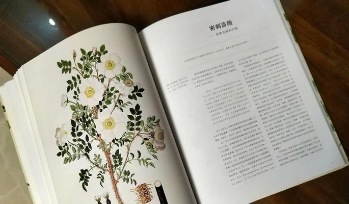 玫瑰花蕾的花语是什么？它在爱情中象征着什么？