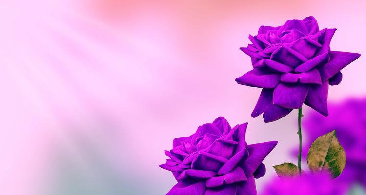 玫瑰花蕾的花语是什么？它在爱情中象征着什么？