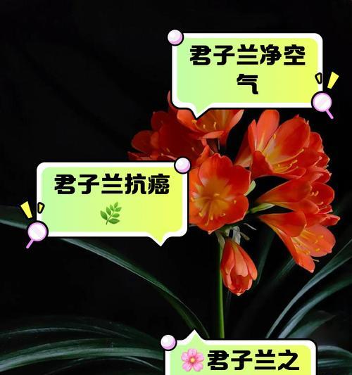 君子兰如何提升市场价值？