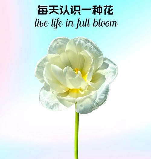 普通茉莉的花语是什么？这种花通常用来表达什么？