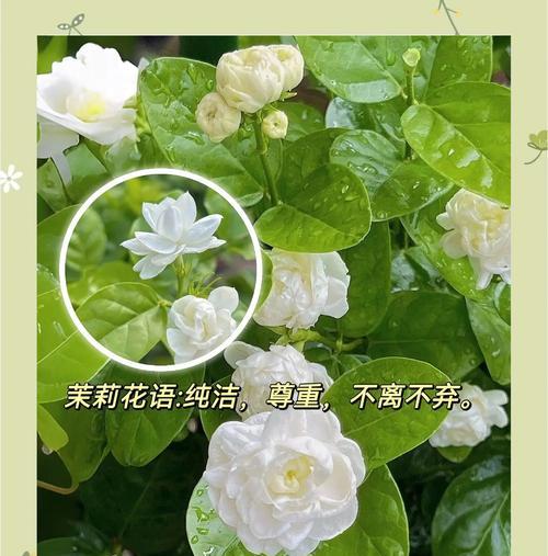 普通茉莉的花语是什么？这种花通常用来表达什么？
