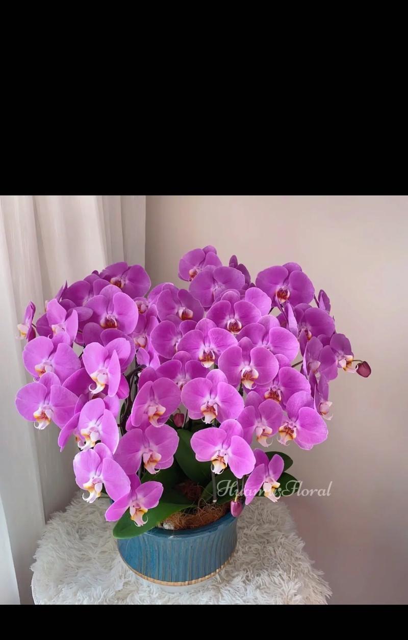 表示恭喜的花语是什么？哪种花最能表达祝贺之意？