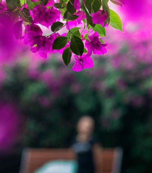 表示恭喜的花语是什么？哪种花最能表达祝贺之意？