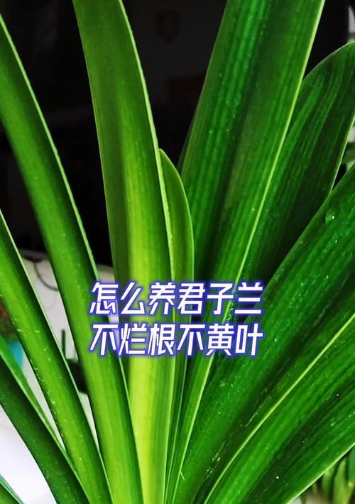 君子兰烂根干黄叶的解决方法是什么？