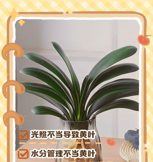 君子兰烂根干黄叶的解决方法是什么？