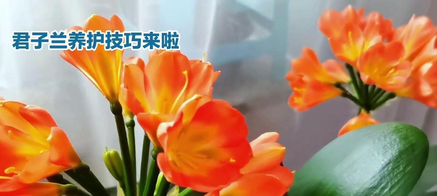 2月底君子兰应该如何养护？需要注意哪些问题？