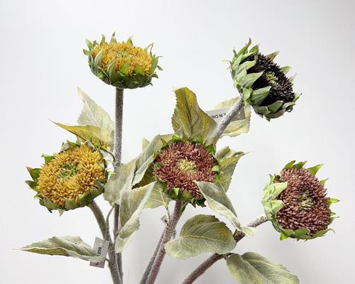 向日葵插花的花语有何特别含义？