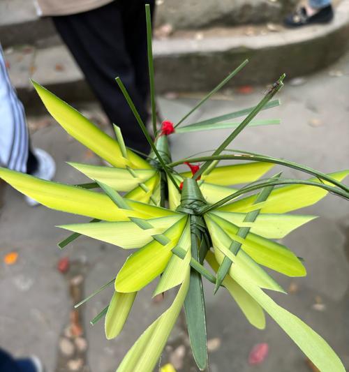 怎么种牡丹花？种植牡丹花的正确步骤是什么？
