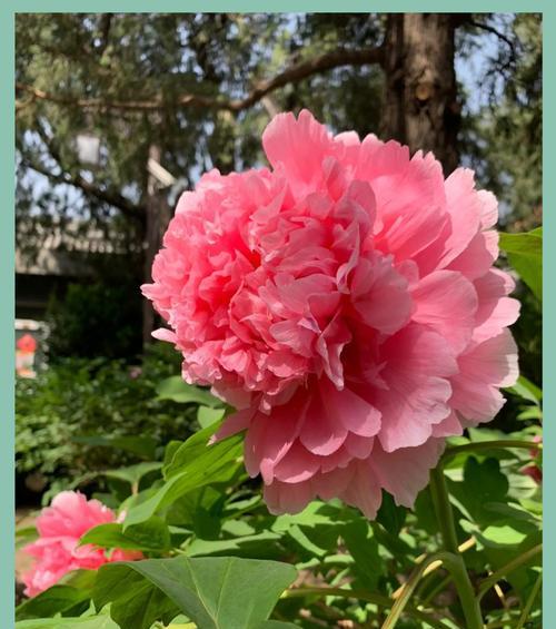 怎么种牡丹花？种植牡丹花的正确步骤是什么？