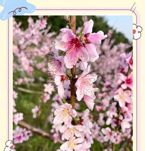 樱花花语的下一句是什么？代表什么？