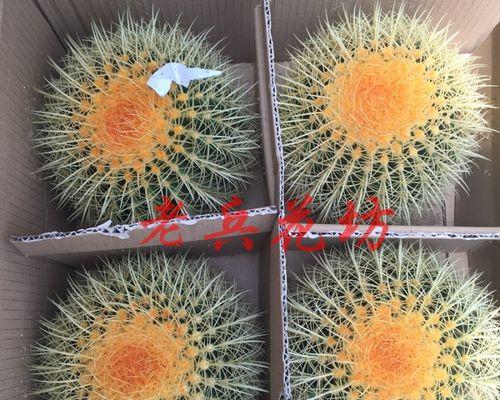 美虎仙人球盆栽的养护要点是什么？