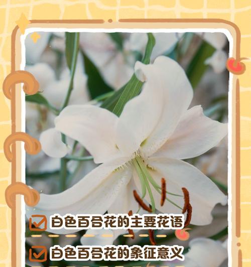 平静爱情的花语有何特别之处？