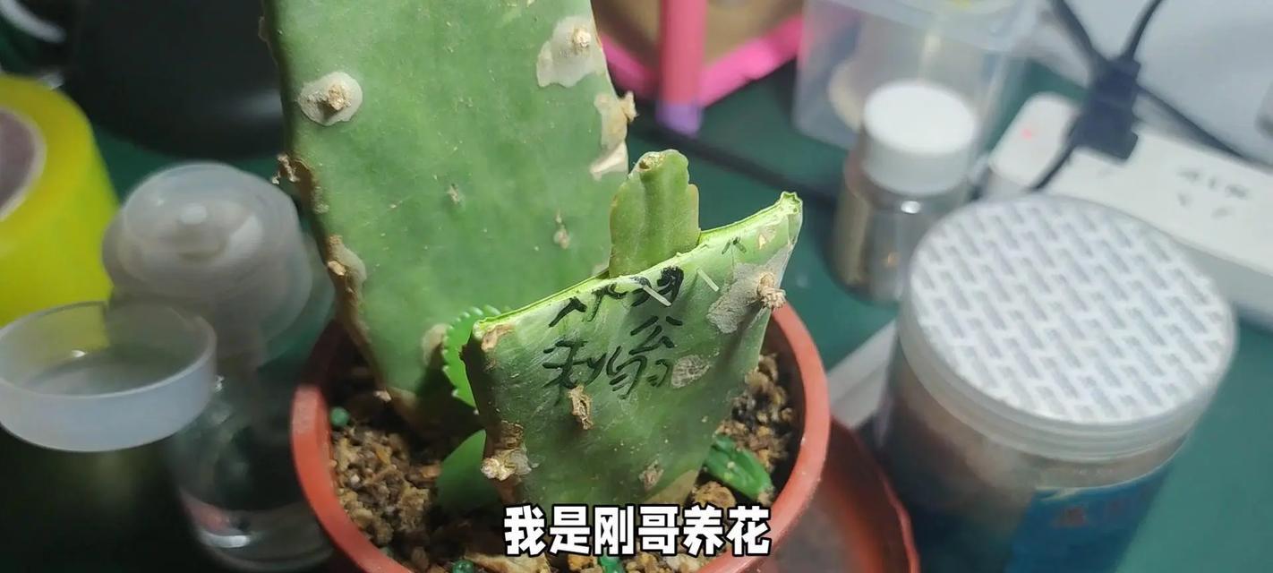 仙人掌与蟹爪兰嫁接技巧是什么？成功率高吗？