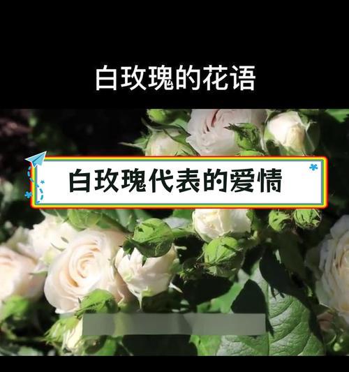 白玫瑰送给老婆代表什么？它的花语有何含义？