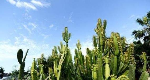 金蛟龙仙人掌开花需要什么条件？