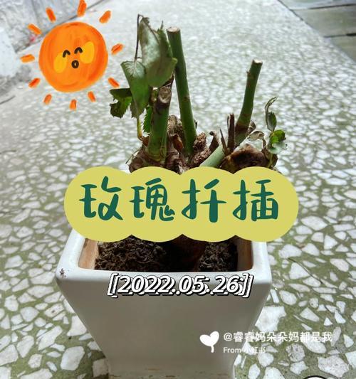 山洞玫瑰花的种植方法是什么？在山洞环境中需要注意什么？