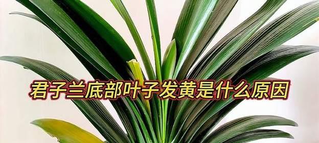 君子兰芦头叶子发黄的可能原因是什么？