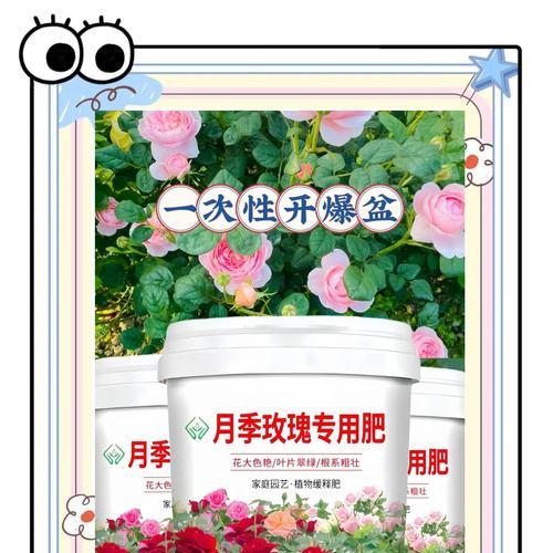 玫瑰花抱花期需要什么肥料？如何正确施肥？