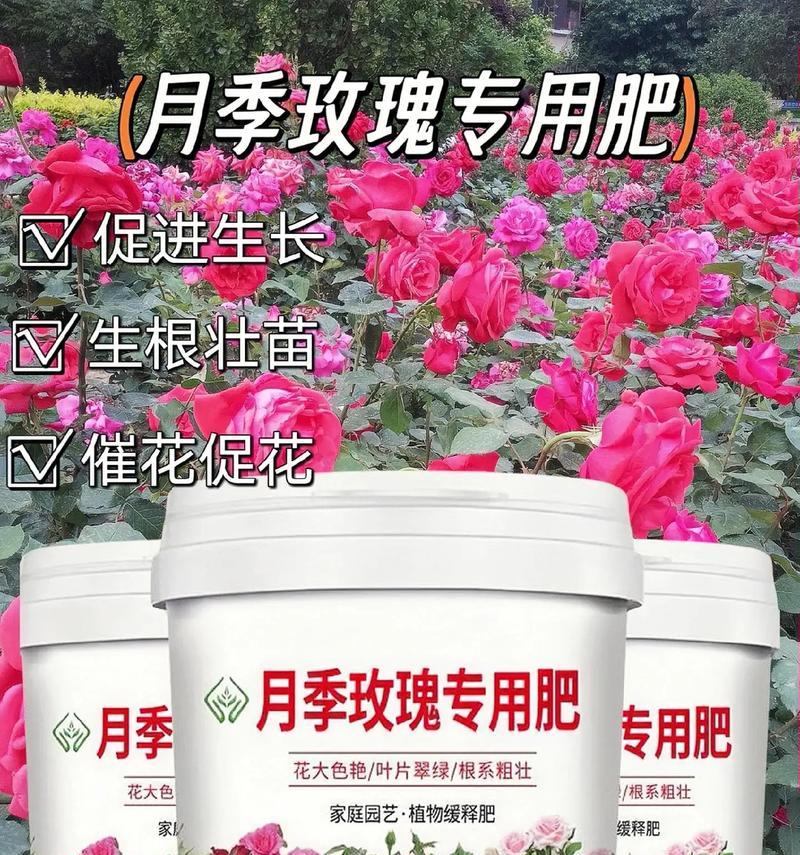 玫瑰花抱花期需要什么肥料？如何正确施肥？