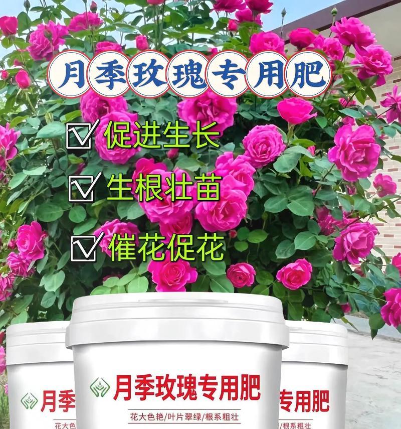 玫瑰花抱花期需要什么肥料？如何正确施肥？