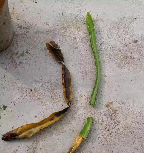仙人掌腐烂部分修剪后如何处理？