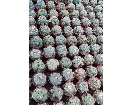 海鲜球仙人球种植方法有哪些？
