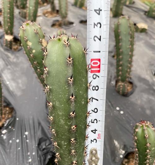 海鲜球仙人球种植方法有哪些？