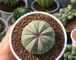 海鲜球仙人球种植方法有哪些？