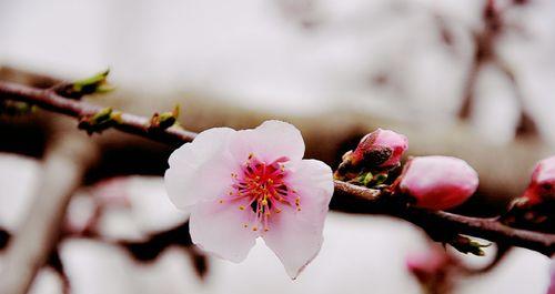 “拯救柳如烟”的花语指的是哪种花？它有何特别之处？