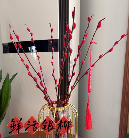 如何使银柳仙人球生长得更加粗壮？