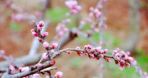 “拯救柳如烟”的花语指的是哪种花？它有何特别之处？