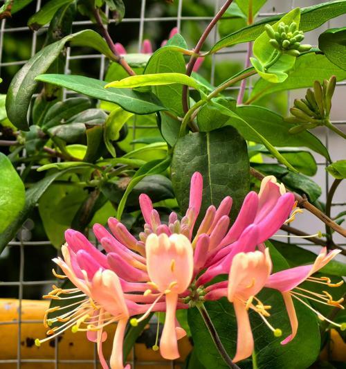 “拯救柳如烟”的花语指的是哪种花？它有何特别之处？
