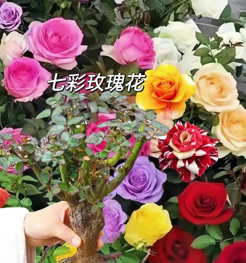 月梅花与玫瑰花的区别是什么？各自的特性有哪些？