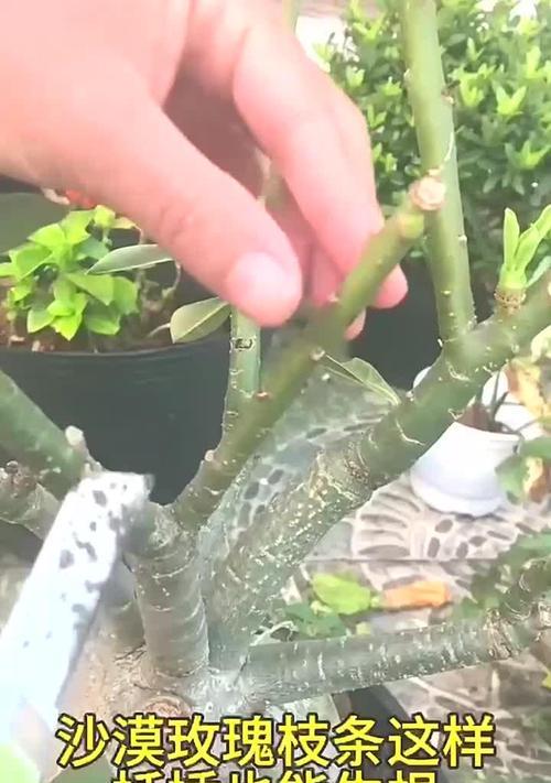 玫瑰花剪枝后如何促进生根？
