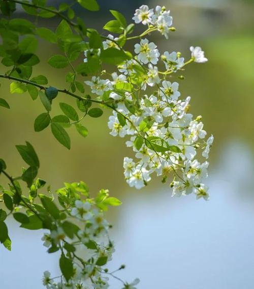 茶蘼花的花语有何寓意？如何用茶蘼花语表达情感？