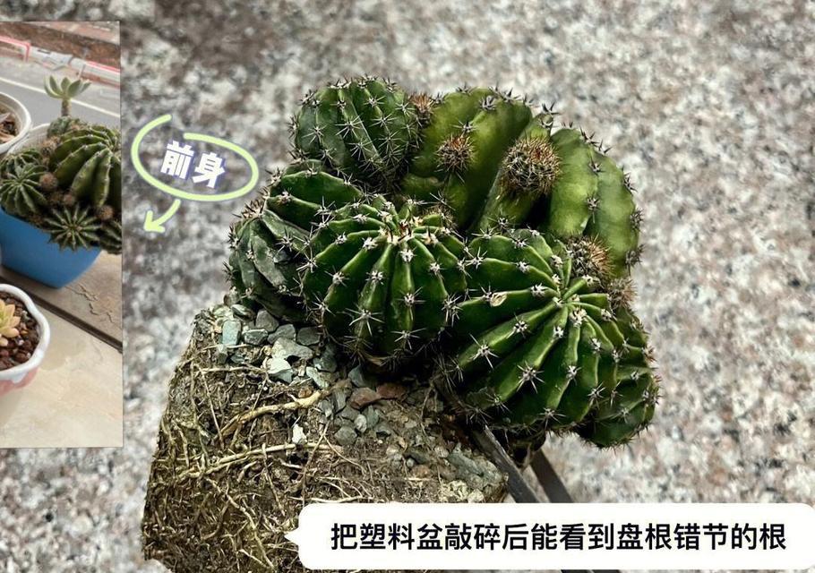 仙人球刷灰土开花的原因是什么？如何正确操作？