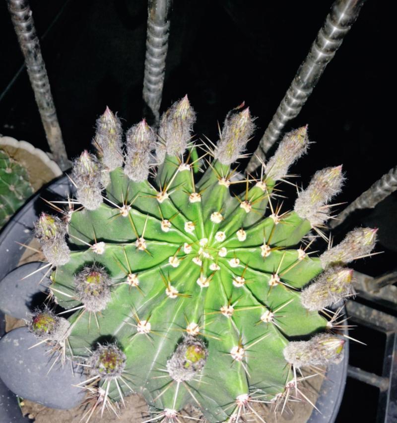 仙人球刷灰土开花的原因是什么？如何正确操作？