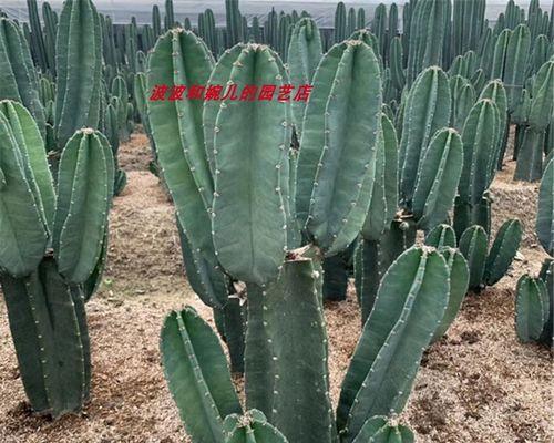 仙人掌小侧芽发根的正确方法是什么？发根需要多长时间？