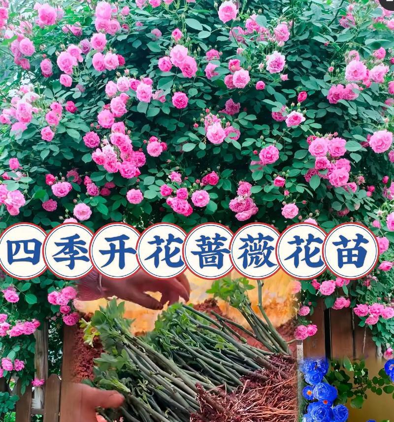 玫瑰蔷薇兰花的花语有哪些？