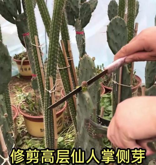 仙人掌小侧芽发根的正确方法是什么？发根需要多长时间？
