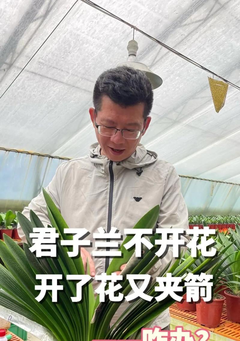 君子兰开花后如何恢复？