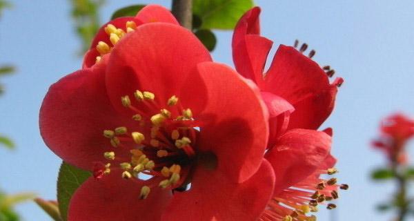 花语的文字形式如何体现？花语是什么意思？