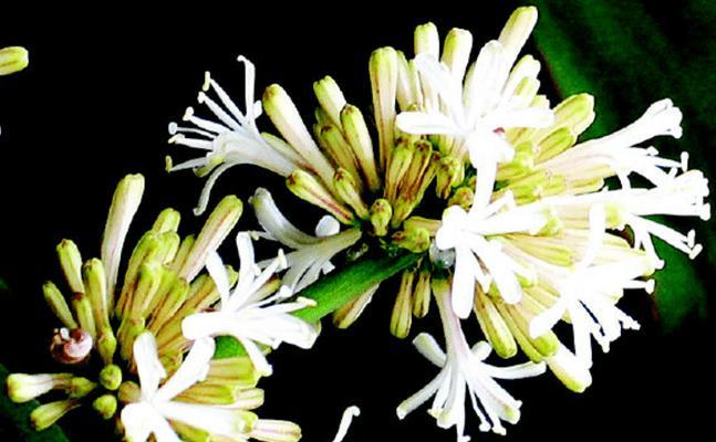 花语的文字形式如何体现？花语是什么意思？