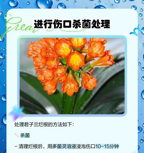 大棵多叶君子兰修剪技巧是什么？
