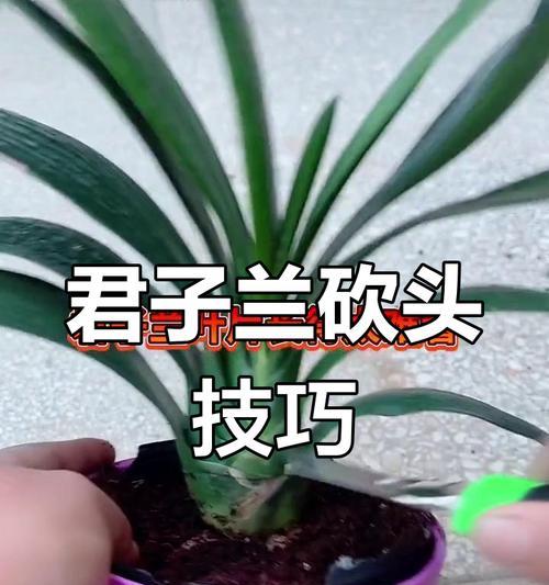 大棵多叶君子兰修剪技巧是什么？