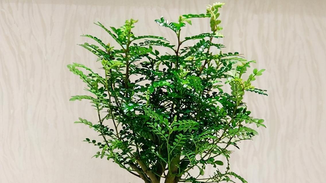 小栗叶君子兰的种植方法是什么？
