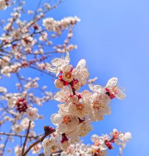 不再期待的花语代表什么？