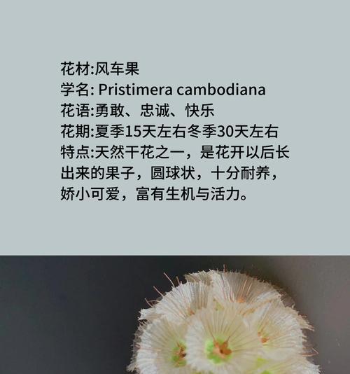 第一次勇敢的花语代表什么含义？
