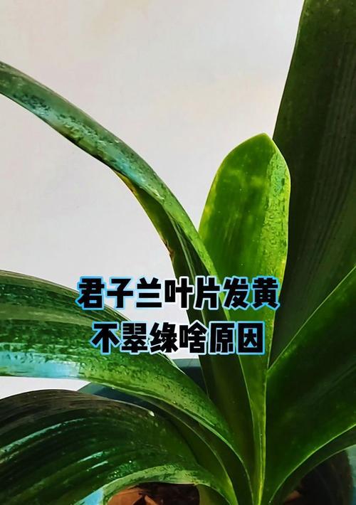 君子兰叶片边缘发黄的原因是什么？