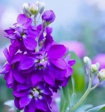 紫色玫瑰花抱抱桶的寓意是什么？紫色玫瑰花抱抱桶有何特别含义？